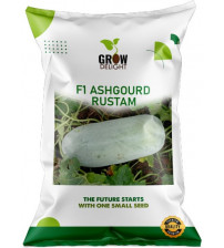 Ash Gourd F1 Rustam 20 grams